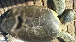 Tortugas marinas mueren en Isla Mujeres a causa de hélices de embarcaciones