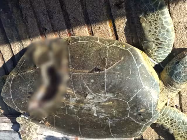 En esta temporada alta, circulan 500 embarcaciones diariamente a más de 46 kilómetros por hora, según autoridades