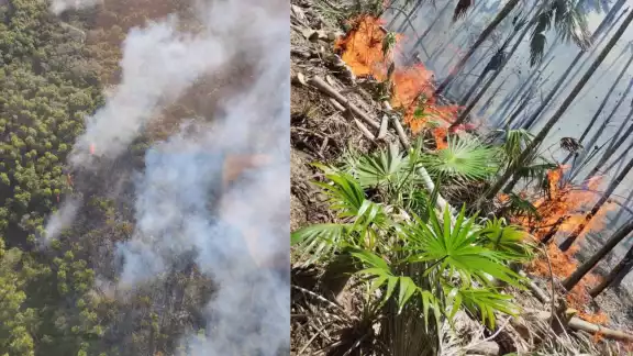 Fueron consumidas cerca de 500 hectáreas de palma de las especies chit, cuca y coco, así como árboles de ciricote, uva de mar y tres tipos de mangles