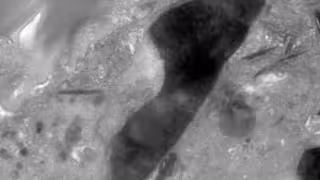 Japón encuentra “semilla tropical” en asteroide y desconcierta a expertos