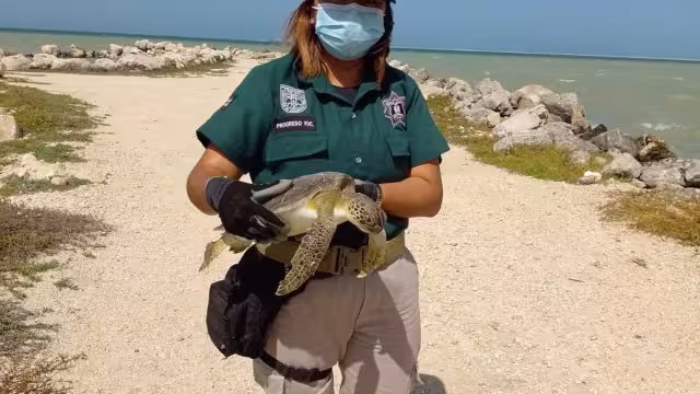 La tortuga fue rescatada por la Policía Ecológica de Progreso
