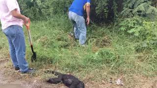 Atropellan a mono aullador sobre carretera del municipio de Palizada en Campeche