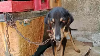 Perros callejeros en Chetumal, un gran problema