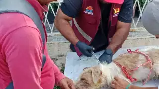 Auxilian a cinco perros lastimados en Huay Pix