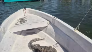 Alertan por posible aumento de avistamientos de cocodrilos en Holbox