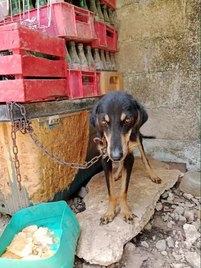 Perros callejeros en Chetumal, un gran problema