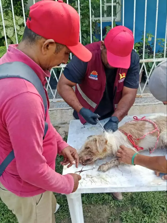 Auxilian a cinco perros lastimados en Huay Pix