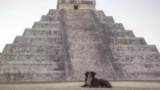 En los últimos meses ha llamado la atención la presencia de esos perritos en el afamado sitio arqueológico que visitan turistas