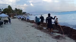 Más de 16 mil 700 toneladas de sargazo en Quintana Roo se han recolectado en lo que va del 2026