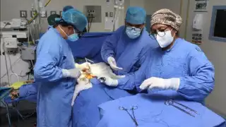 Aumenta 195% la donación de órganos en Yucatán; la cifra más alta en 36 años