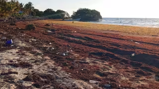 Pobladores de Isla María Elena enfrentan invasión de sargazo y exigen la construcción de un atracadero