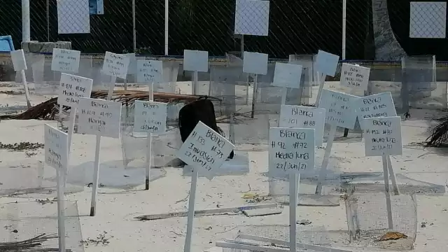 No se ha revisado la información en el paquete de entrega recepción de la Tortugranja