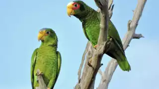 Invitan a la ciudadanía a ser empáticos con estas especies, quienes se encuentran protegidas por la ley