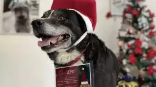 Tepo encabeza la misión para entregar las cartas a los Reyes Magos. Foto: Metros CDMX