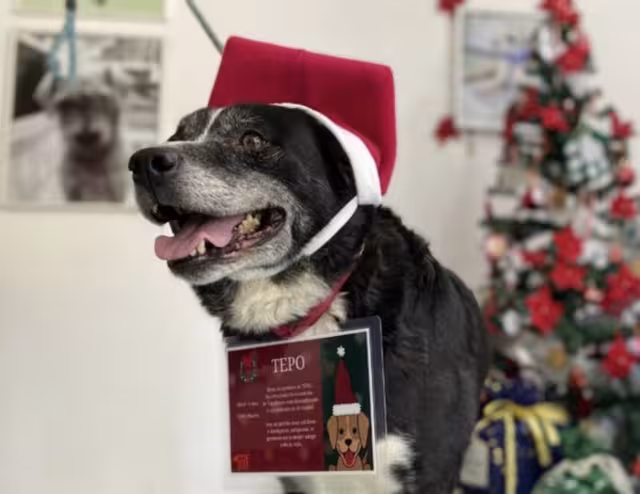 Tepo encabeza la misión para entregar las cartas a los Reyes Magos. Foto: Metros CDMX