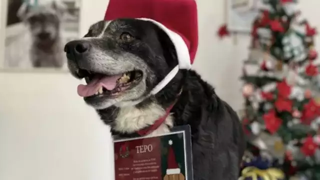 Tepo encabeza la misión para entregar las cartas a los Reyes Magos. Foto: Metros CDMX