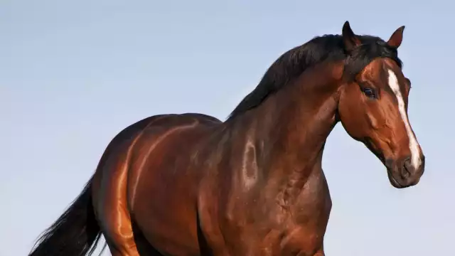 Encuentran el cadáver de un equino con evidentes signos de maltrato