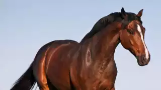 Encuentran el cadáver de un equino con evidentes signos de maltrato