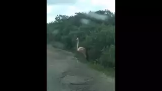 Se intentó ayudar al animal pero este se refugió para no ser tocado Foto: Facebook Proyecto Santa María