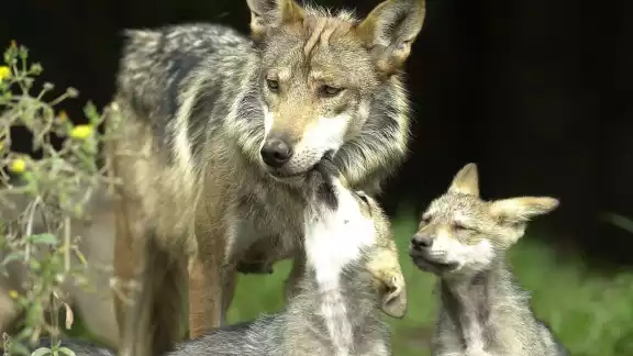 Falso que lobo escapó de zoológico de Aragón Falso que lobo escapó de zoológico de Aragón