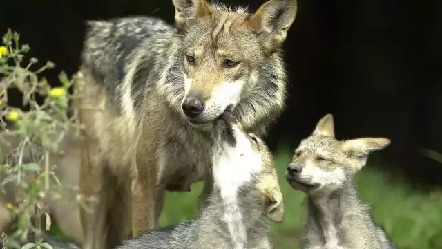 Falso que lobo escapó de zoológico de Aragón
