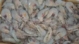 Foto: Fernando Kantún