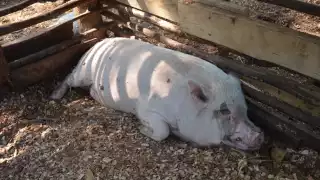 FOTOS: Fernando Kantún