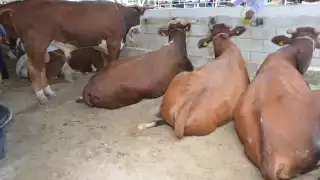 Foto: Fernando Kantún.