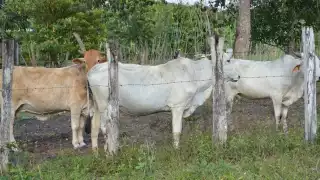 Muchas reses podrían perderse en Ciudad del Carmen