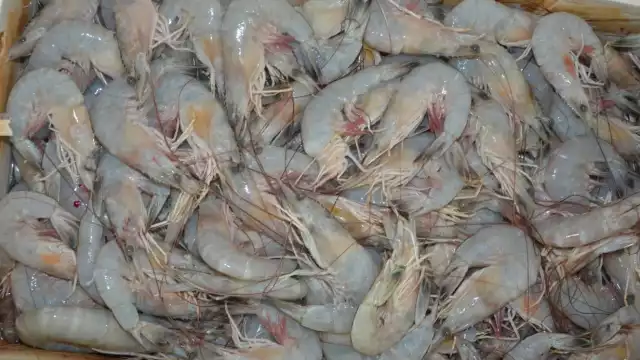 Foto: Fernando Kantún