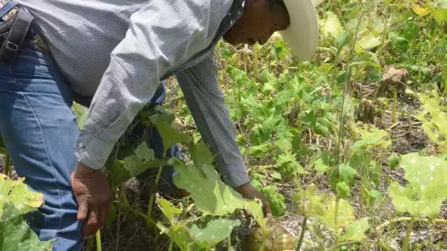 Foto: Fernando Kantún
