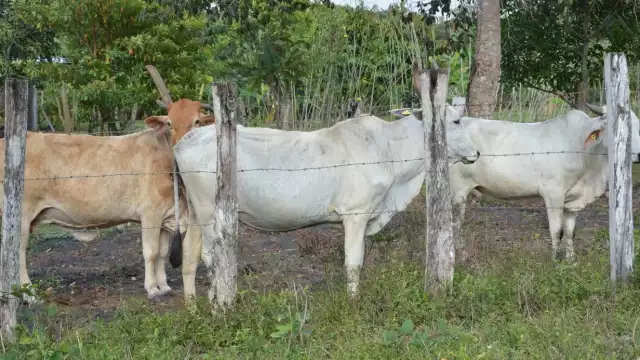 Muchas reses podrían perderse en Ciudad del Carmen
