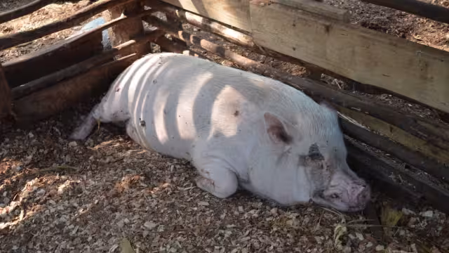 FOTOS: Fernando Kantún