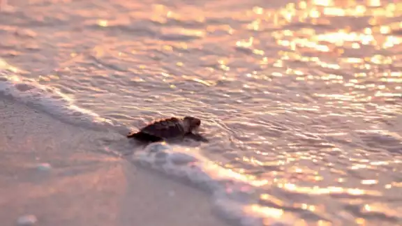 Gobierno de Yucatán libera 89 crías de tortuga Carey en Sisal Gobierno de Yucatán libera 89 crías de tortuga Carey en Sisal
