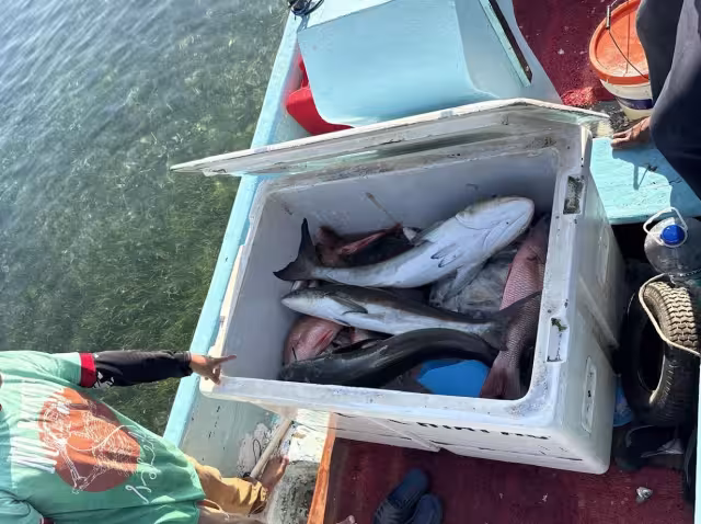 Fueron asegurados 100 kilos de esmedregal, 10 kilos de pargo y seis kilos de rubia