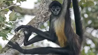 Los monos araña son una de las especies que viven en la Reserva de la Biósfera de Sian Ka'an en Quintana Roo