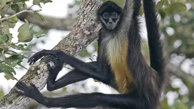 Los monos araña son una de las especies que viven en la Reserva de la Biósfera de Sian Ka'an en Quintana Roo