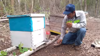 Mueren envenenadas 128 colmenas en Campeche; apicultores acusan uso de plaguicidas