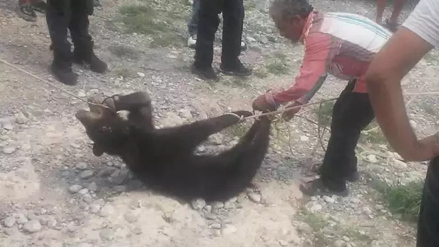 El oso negro está considerado como una especie en peligro de extinción debido a la fragmentación de su hábitat
