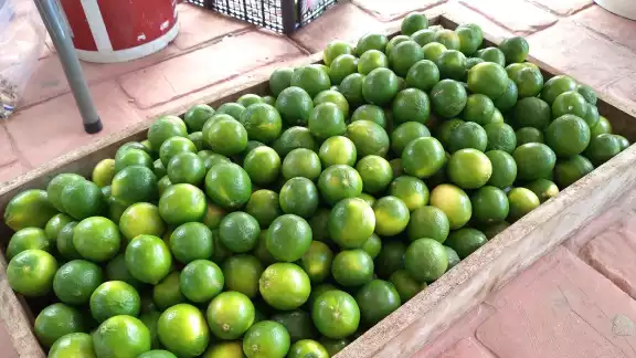 En la segunda semana de Cuaresma, el precio del limón subió a 35 pesos por kilogramo, con un aumento de 5 pesos respecto al fin de semana anterior En la segunda semana de Cuaresma, el precio del limón subió a 35 pesos por kilogramo, con un aumento de 5 pesos respecto al fin de semana anterior