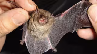 Los murciélagos son nuestros amigos: INFOGRAFÍA POR ESTO!