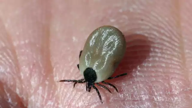 En Nuevo León se reportaron 124 casos sospechosos en lo que va del 2023