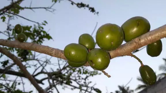 La producción de ciruela, tamarindo y mango ha disminuido debido a la sequía prolongada en Hopelchén La producción de ciruela, tamarindo y mango ha disminuido debido a la sequía prolongada en Hopelchén