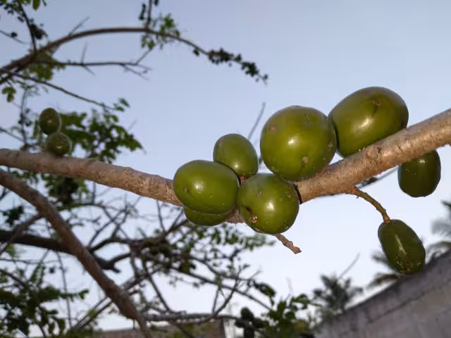 La producción de ciruela, tamarindo y mango ha disminuido debido a la sequía prolongada en Hopelchén
