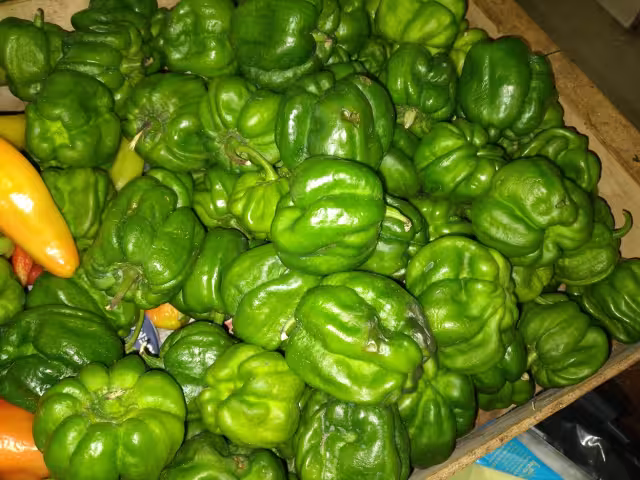 El precio del chile dulce en Hopelchén se disparó un 200 por ciento en solo 50 días, alcanzando los 300 pesos por kilo.