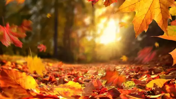 El Otoño de 2022 tendrá una duración de 89 días, 20 horas y 44 minutos.
