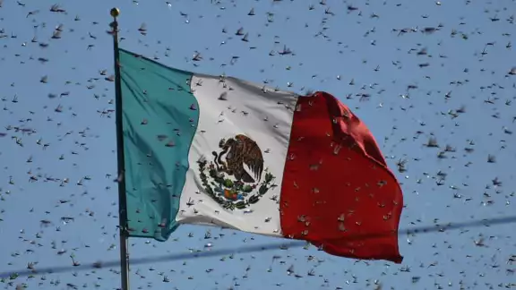 Las plagas de Langosta afectan las cosechas en todo el mundo