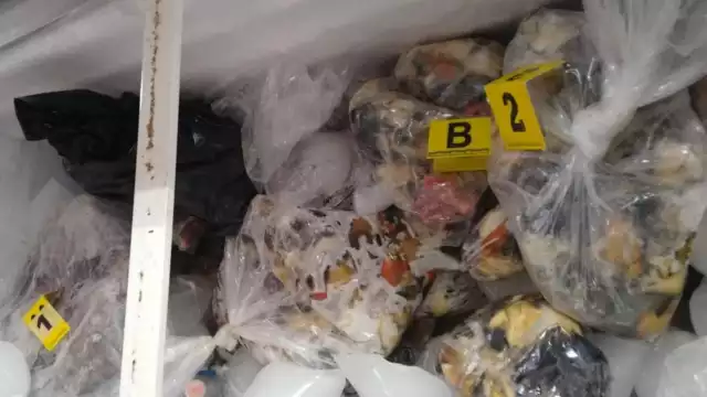 Las autoridades hicieron un decomiso enorme de pulpo