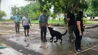El proyecto sólo contemplaba a seis perros y entrenar a los de la Sedena y Marina, sin embargo actualmente tienen 11