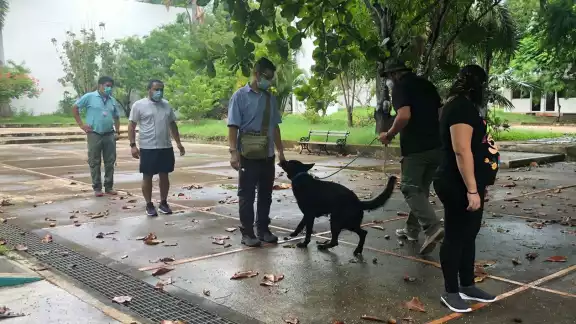 El proyecto sólo contemplaba a seis perros y entrenar a los de la Sedena y Marina, sin embargo actualmente tienen 11